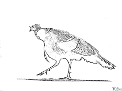 turcaí Leathanaigh Dathúcháin Inphriontáilte